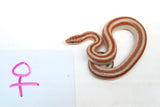 Load image into Gallery viewer, 1.1 Pair of San Matias Rosy Boa