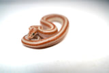 Load image into Gallery viewer, 1.1 Pair of San Matias Rosy Boa