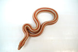 Load image into Gallery viewer, 1.1 Pair of San Matias Rosy Boa