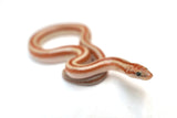 Load image into Gallery viewer, 1.1 Pair of San Matias Rosy Boa
