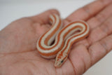 Load image into Gallery viewer, 1.1 Pair of San Matias Rosy Boa