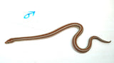 Load image into Gallery viewer, 1.1 Pair of San Matias Rosy Boa