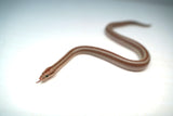 Load image into Gallery viewer, 1.1 Pair of San Matias Rosy Boa