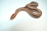 Load image into Gallery viewer, 1.1 Pair of San Matias Rosy Boa