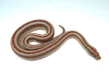 Load image into Gallery viewer, 1.1 Pair of San Matias Rosy Boa