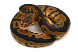 Load image into Gallery viewer, Female Leopard Black Lace poss Mystic Clown poss Het Pied Ball Python