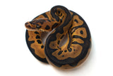 Load image into Gallery viewer, Female Leopard Black Lace poss Mystic Clown poss Het Pied Ball Python