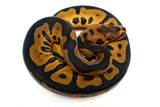 Load image into Gallery viewer, Female Leopard Black Lace poss Mystic Clown poss Het Pied Ball Python