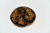 Load image into Gallery viewer, Female Leopard Black Lace poss Mystic Clown poss Het Pied Ball Python
