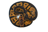 Load image into Gallery viewer, Female Leopard Black Lace poss Mystic Clown poss Het Pied Ball Python