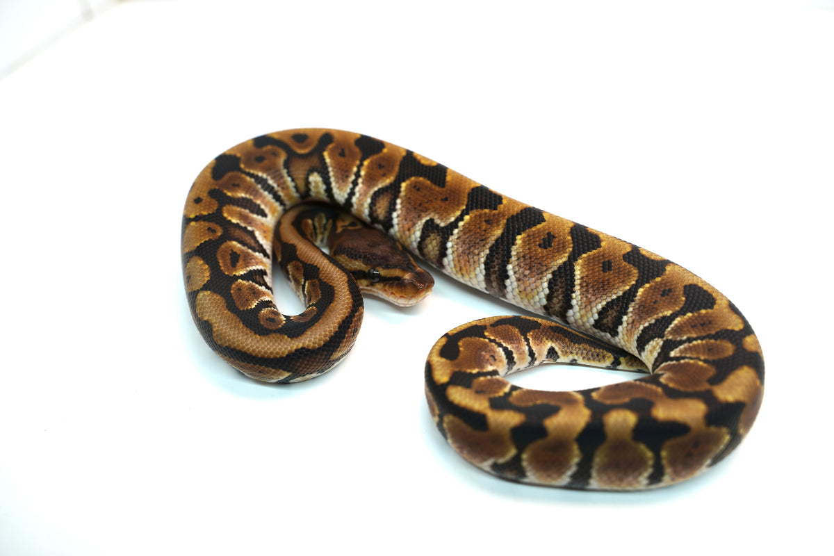 Male Hidden Gene Woma Granite Blackhead Ball Python – New England ...