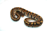 Load image into Gallery viewer, Male Hidden Gene Woma Granite Blackhead Ball Python
