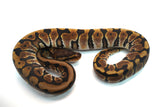 Load image into Gallery viewer, Male Hidden Gene Woma Granite Blackhead Ball Python