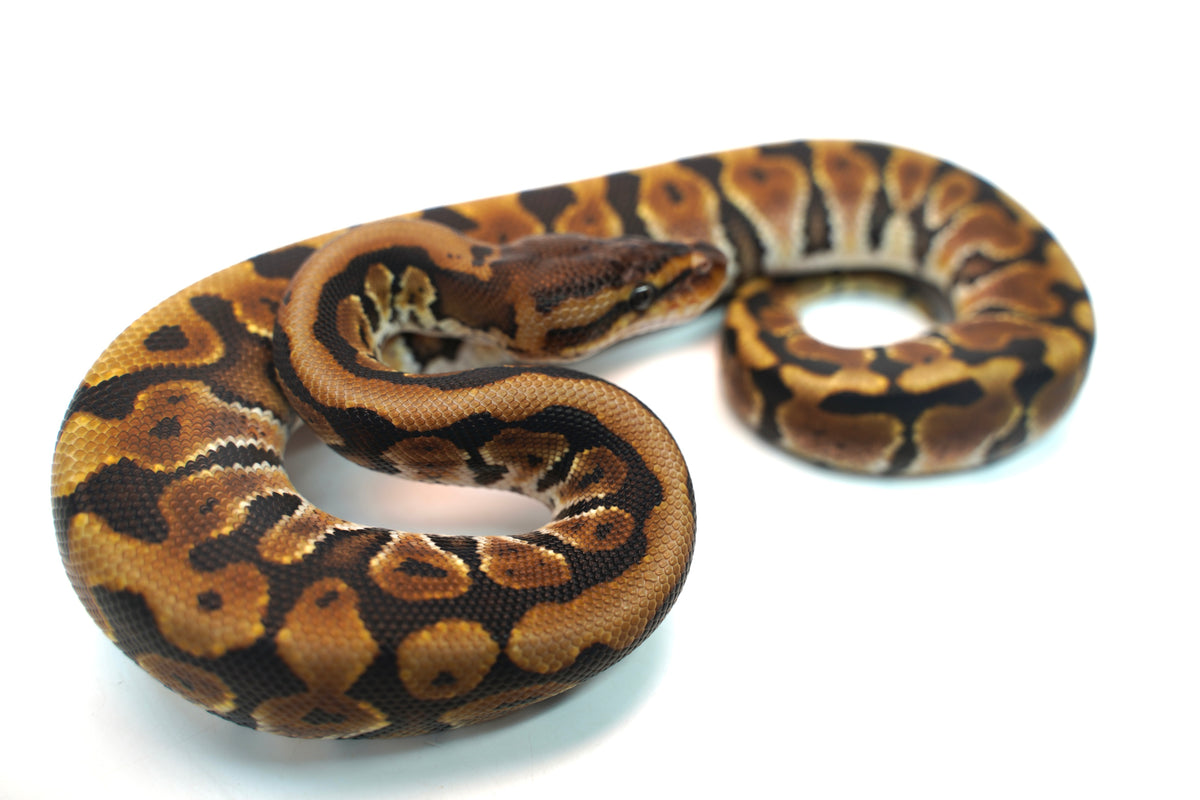 England Python Male Hidden Gene Woma Granite Blackhead Ball Python – New England ...