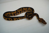 Load image into Gallery viewer, Male Leopard Black Lace poss Mystic Clown poss Het Pied Ball Python