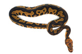 Load image into Gallery viewer, Male Leopard Black Lace poss Mystic Clown poss Het Pied Ball Python
