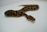 Load image into Gallery viewer, Male Clown Sugar Ball Python