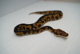 Load image into Gallery viewer, Male Leopard Black Lace poss Mystic Clown poss Het Pied Ball Python