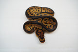 Load image into Gallery viewer, Male Clown Sugar Ball Python