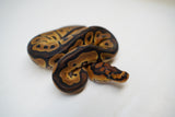 Load image into Gallery viewer, Male Clown Sugar Ball Python