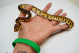 Load image into Gallery viewer, Male Clown Sugar Ball Python