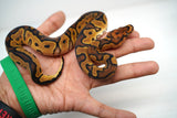 Load image into Gallery viewer, Female Clown Sugar Ball Python