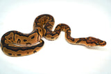 Load image into Gallery viewer, Female Clown Sugar Ball Python