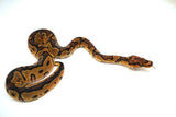 Load image into Gallery viewer, Female Clown Sugar Ball Python