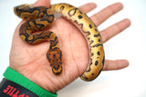Load image into Gallery viewer, Female Clown Sugar Ball Python