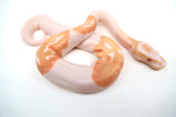 Load image into Gallery viewer, Male Albino Pied Ball Python