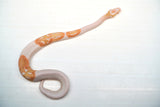 Load image into Gallery viewer, Male Albino Pied Ball Python