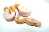 Load image into Gallery viewer, Male Albino Pied Ball Python