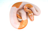 Load image into Gallery viewer, Male Albino Pied Ball Python