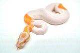 Load image into Gallery viewer, Female Albino Pied Ball Python