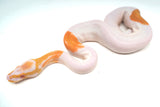 Load image into Gallery viewer, Female Albino Pied Ball Python