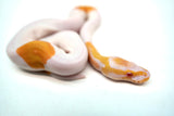 Load image into Gallery viewer, Female Albino Pied Ball Python