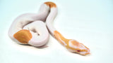 Load image into Gallery viewer, Female Albino Pied Ball Python