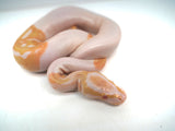 Load image into Gallery viewer, Female Albino Pied Ball Python