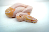 Load image into Gallery viewer, Female Albino Pied Ball Python