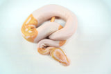 Load image into Gallery viewer, Female Albino Pied Ball Python