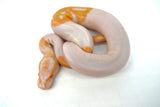 Load image into Gallery viewer, Female Albino Pied Ball Python
