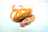 Load image into Gallery viewer, Female Albino Pied Ball Python