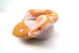 Load image into Gallery viewer, Female Albino Pied Ball Python