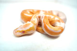 Load image into Gallery viewer, Female Albino Pied Ball Python