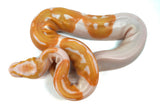 Load image into Gallery viewer, Female Albino Pied Ball Python