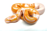 Load image into Gallery viewer, Female Albino Pied Ball Python