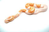 Load image into Gallery viewer, Female Albino Pied Ball Python