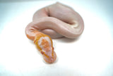 Load image into Gallery viewer, Male Albino Pied Ball Python