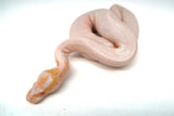 Load image into Gallery viewer, Male Albino Pied Ball Python