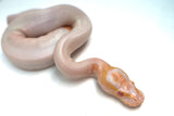 Load image into Gallery viewer, Male Albino Pied Ball Python